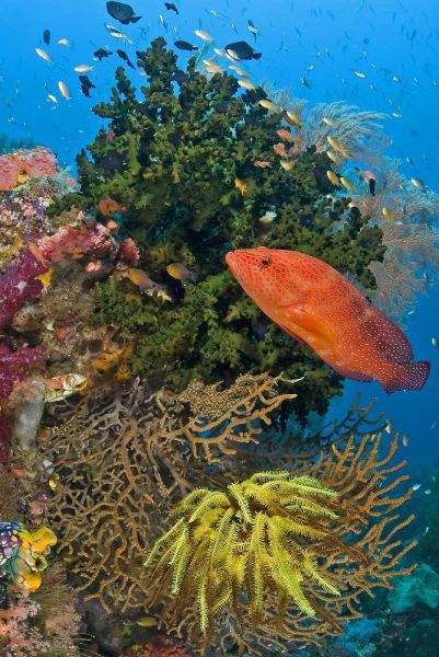 Coral trout swims past reef, Papua, Indonesia